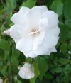 Rosa-bianca-fiore-aperto.jpg