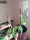 IMG_20210514_142151_resize_10.jpg