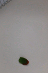 20210517_114100.gif