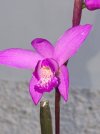 Bletilla_5.JPG