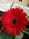 gerbera (2).jpg