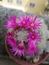 mammillaria.jpg