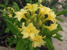 azalea narcissiflora - Copia.JPG