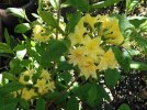 azalea narcissiflora 2 - Copia.JPG