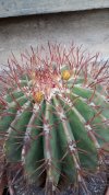 Ferocactus Stainesii 01.jpg