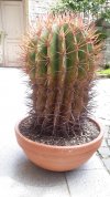 Ferocactus Stainesii 02.jpg