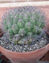 Coryphantha 01.jpg