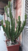 Euphorbia candelabrum.jpg