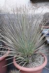 Agave Stricta.jpg