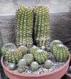 Echinopsis.jpg