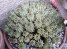 Euphorbia Susannae 01.jpg