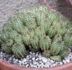 Euphorbia Susannae 02.jpg