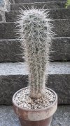 Pachycereus pringlei.jpg