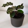 calathea1.jpg