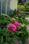 peonie nel vialetto1.JPG