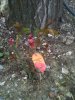 rosa PR 01.jpg rosa PR 01.jpg