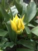 tulipani 10.jpg