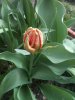tulipani 11.jpg