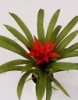 guzmania_N3.jpg