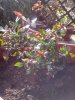 IMG_20130408_174534.jpg