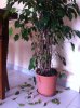 ficus.jpg