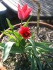 tulipani 17.jpg