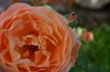 Rosa e larve coccinella (2).jpg