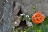 Rosa e larve coccinella (5).jpg