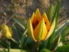 Tulipa orphanidea.jpg