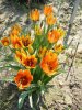 Tulipa orphanidea1.jpg
