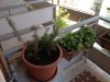 balcone3.jpg