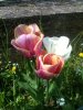 tulipani 22.jpg