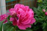 peonia rosa 3.JPG