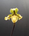 paphiopedilum druryi - Copia.JPG