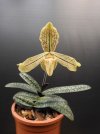 paphiopedilum josianae - Copia.JPG