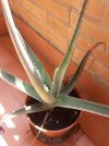 Aloe.jpg