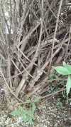 Deutzia Tronco.jpg
