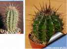 saguaro.png
