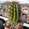 marshallocereus-thurberi.jpg