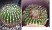 Echinopsis mamillosa var kermesina.jpg