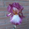 Iris-fiore.jpg