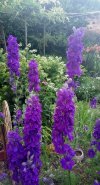 IMG_20210612_210652.jpg