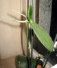 phal_andrea_keiki_300.jpg