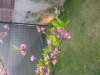 IMG_20130417_073401.jpg