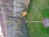 IMG_20130417_073348.jpg