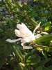 magnolia.jpg