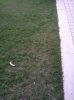 IMG524.jpg