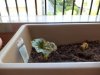 begonia1.jpg