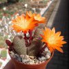rebutia-heliosa-wr-314-tarija-to-narvaez.jpg