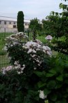 rosa Blush Noisette a Acanthus mollis intera.jpg